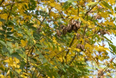 Koelreuteria paniculata ME 150-175 P/K Koelreuteria paniculata Mehrstämmig 150-175