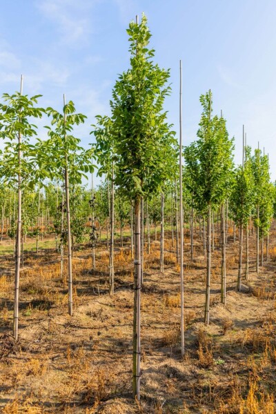 Koelreuteria paniculata 'Fastigiata'