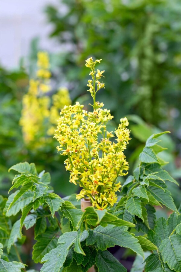 Koelreuteria 'Fastigiata' Koelreuteria paniculata 'Fastigiata'