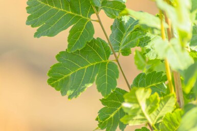 Koelreuteria paniculata 'Fastigiata' hochstamm 12/14