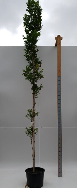 Koelreuteria paniculata 'Fastigiata' hoogstam