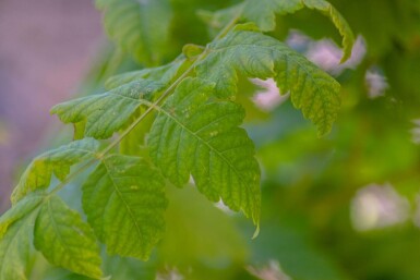 Koelreuteria paniculata 'Fastigiata' hochstamm 12/14