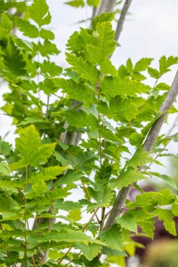 Koelreuteria paniculata 'Fastigiata' hochstamm 12/14