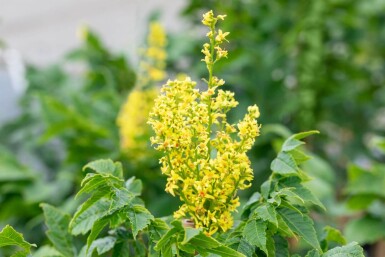 Koelreuteria paniculata 'Fastigiata' hochstamm 12/14