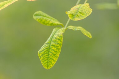 Laburnum anagyroides hoogstam 10/12