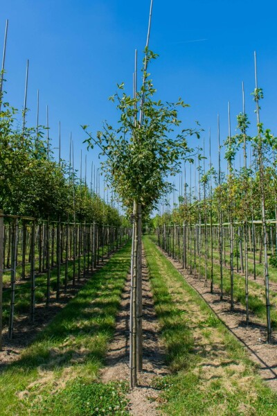 Laburnum anagyroides hoogstam Laburnum anagyroides hoogstam