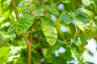 Laburnum anagyroides hoogstam 10/12