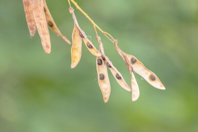 Laburnum anagyroides hoogstam 10/12