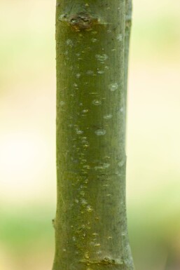 Laburnum anagyroides hoogstam 10/12