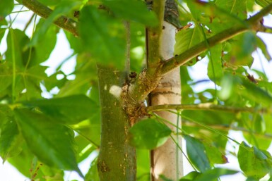 Laburnum anagyroides hoogstam 10/12