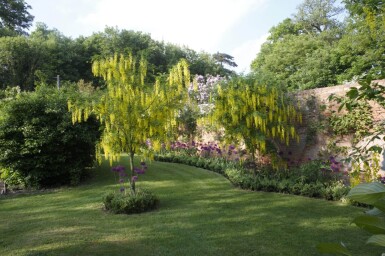 Laburnum anagyroides hoogstam 10/12