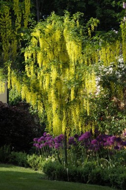 Laburnum anagyroides hoogstam 10/12