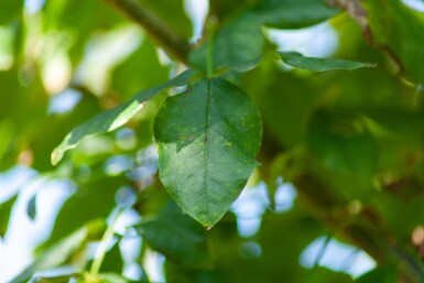 Laburnum anagyroides hoogstam 10/12