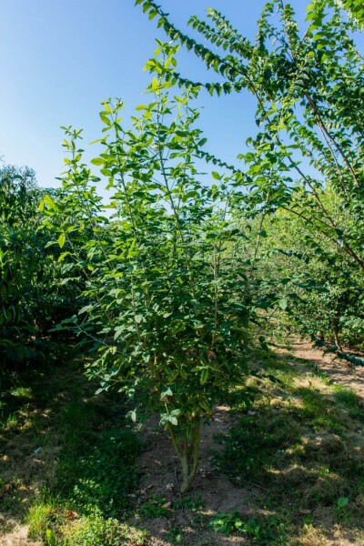 Laburnum anagyroides meerstammig