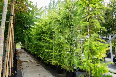Larix decidua Larix decidua