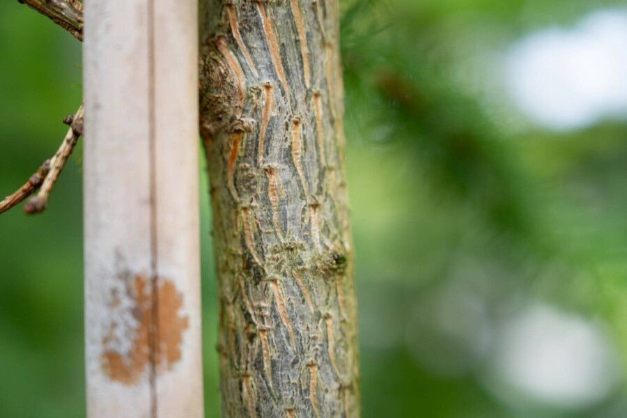 Larix decidua Larix decidua