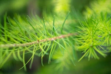 Larix decidua HO 10/12 P/K Larix decidua Hochstamm 10/12