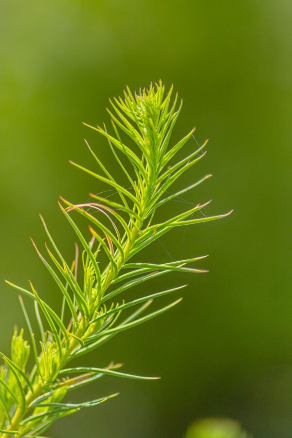 Larix decidua HO 10/12 P/K Larix decidua Hochstamm 10/12