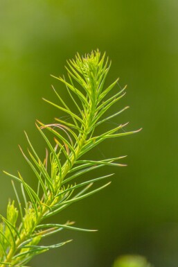 Larix decidua HO 10/12 P/K Larix decidua Hochstamm 10/12