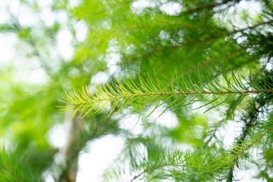 Larix decidua HO 10/12 P/K Larix decidua Hochstamm 10/12
