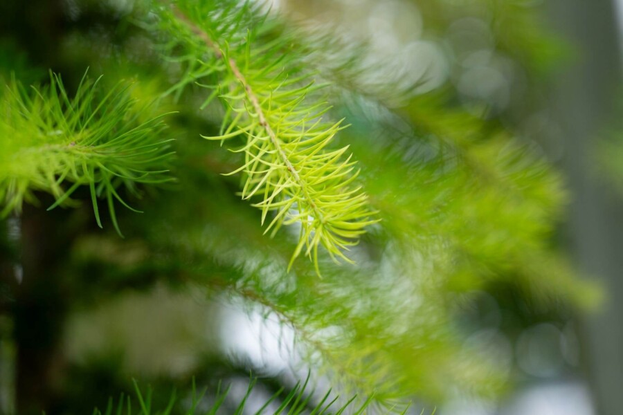 Larix decidua HO 10/12 P/K Larix decidua Hochstamm 10/12