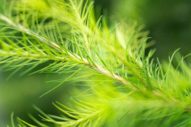Larix decidua HO 10/12 P/K Larix decidua Hochstamm 10/12