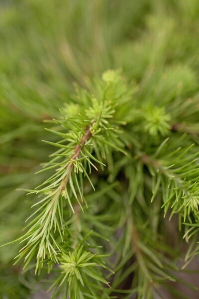 Larix kaempferi Larix kaempferi