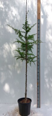 Larix kaempferi hochstamm 8/10