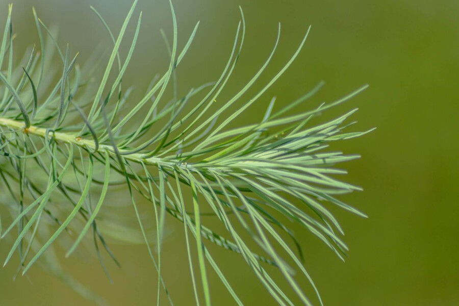 Larix kaempferi HO 8/10 P/K Larix kaempferi Hochstamm 8/10
