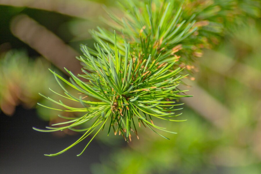Larix kaempferi HO 8/10 P/K Larix kaempferi Hochstamm 8/10
