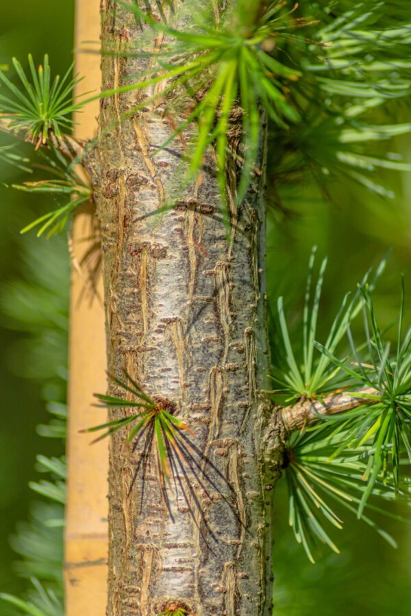 Larix kaempferi HO 8/10 P/K Larix kaempferi Hochstamm 8/10