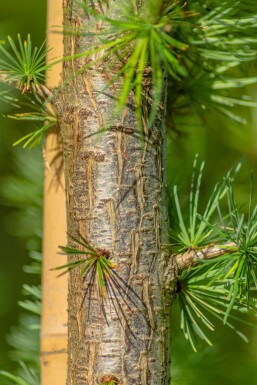 Larix kaempferi HO 8/10 P/K Larix kaempferi Hochstamm 8/10