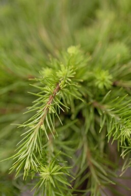 Larix kaempferi hochstamm 8/10