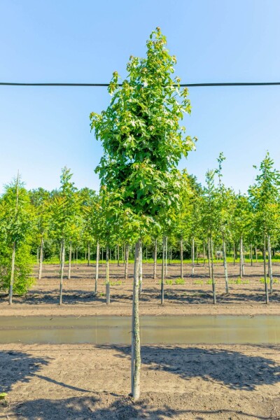 Liquidambar styraciflua hoogstam