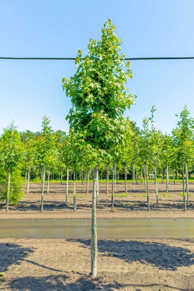Liquidambar styraciflua hoogstam Liquidambar styraciflua hoogstam