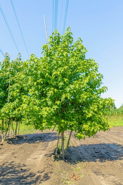 Liquidambar styraciflua meerstammig