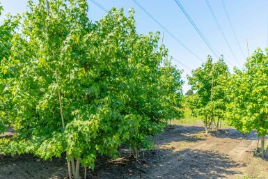 Liquidambar styraciflua mehrstämmig 200-250