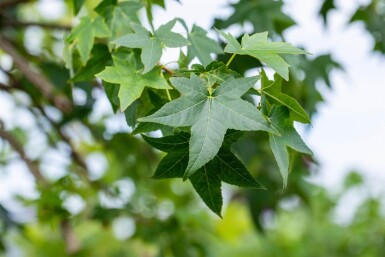 Liquidambar styraciflua mehrstämmig 200-250