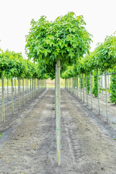 Liquidambar styraciflua 'Gum Ball' Liquidambar styraciflua 'Gum Ball'