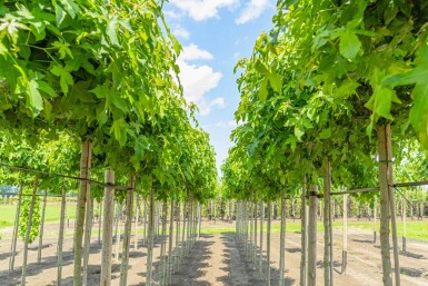 Liquidambar styraciflua 'Gum Ball' kugelförmig 6/8 225cm Stamm