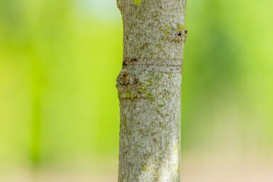 Liquidambar styraciflua 'Gum Ball' kugelförmig 6/8 225cm Stamm