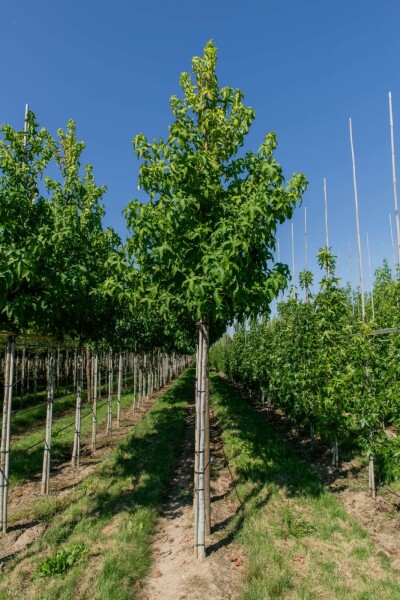 Liquidambar styraciflua 'Lane Roberts'