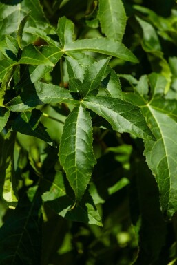 Liquidambar styraciflua 'Lane Roberts'