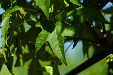 Liquidambar styraciflua 'Lane Roberts' hochstamm 12/14