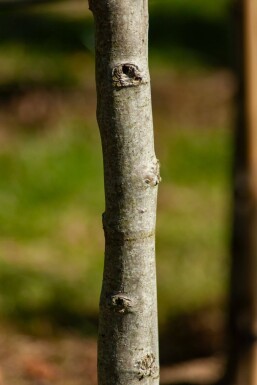 Liquidambar styraciflua 'Lane Roberts' hochstamm 12/14