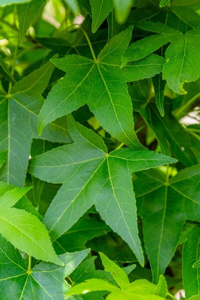 Liquidambar styraciflua 'Slender Silhouette' Liquidambar styraciflua 'Slender Silhouette'
