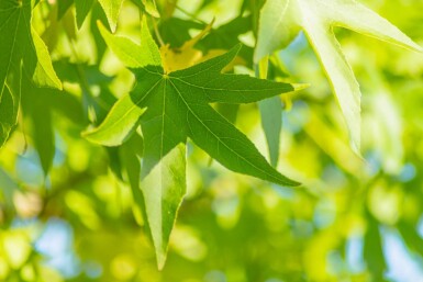 Liquidambar styraciflua 'Slender Silhouette'