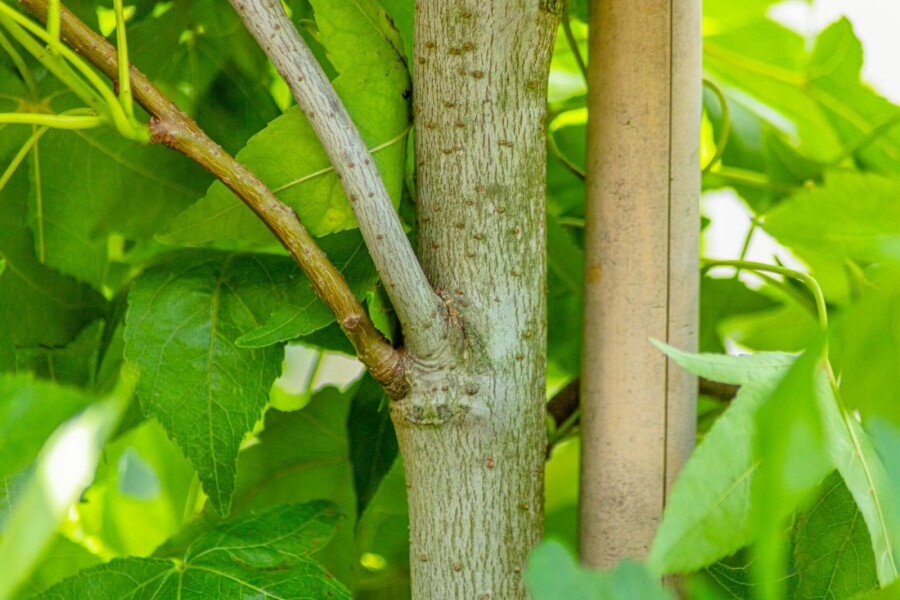 Liq. 'Slender Silhouette' Liquidambar styraciflua 'Slender Silhouette'