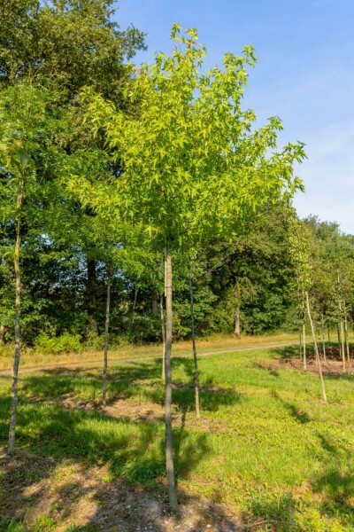 Liquidambar styraciflua 'Slender Silhouette' hoogstam