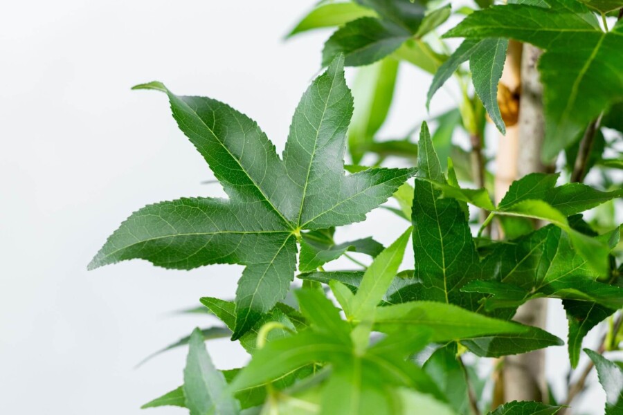 Liq. 'Slender Silhouette' HO 10/12 P/K Liquidambar styraciflua 'Slender Silhouette' Hochstamm 10/12